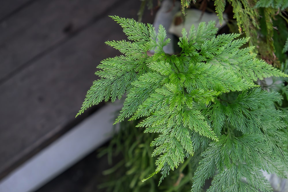hare’s foot fern