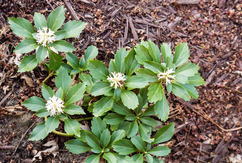 pachysandra terminalis