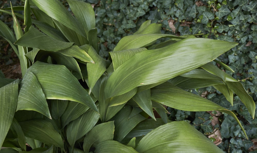 aspidistra elatior
