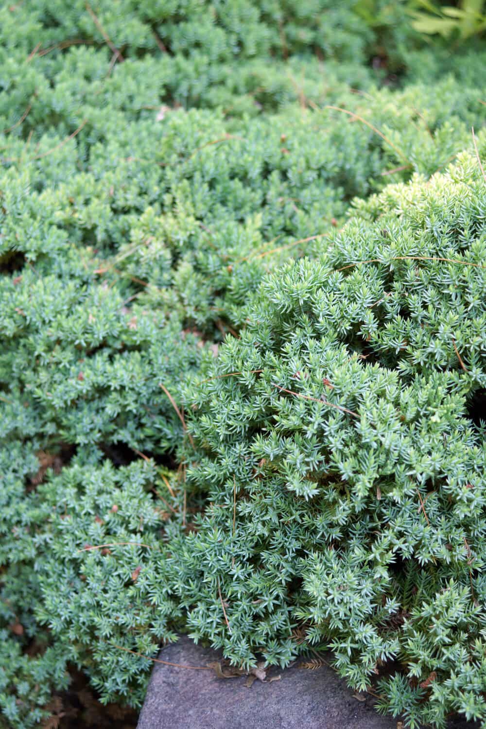 garden juniper