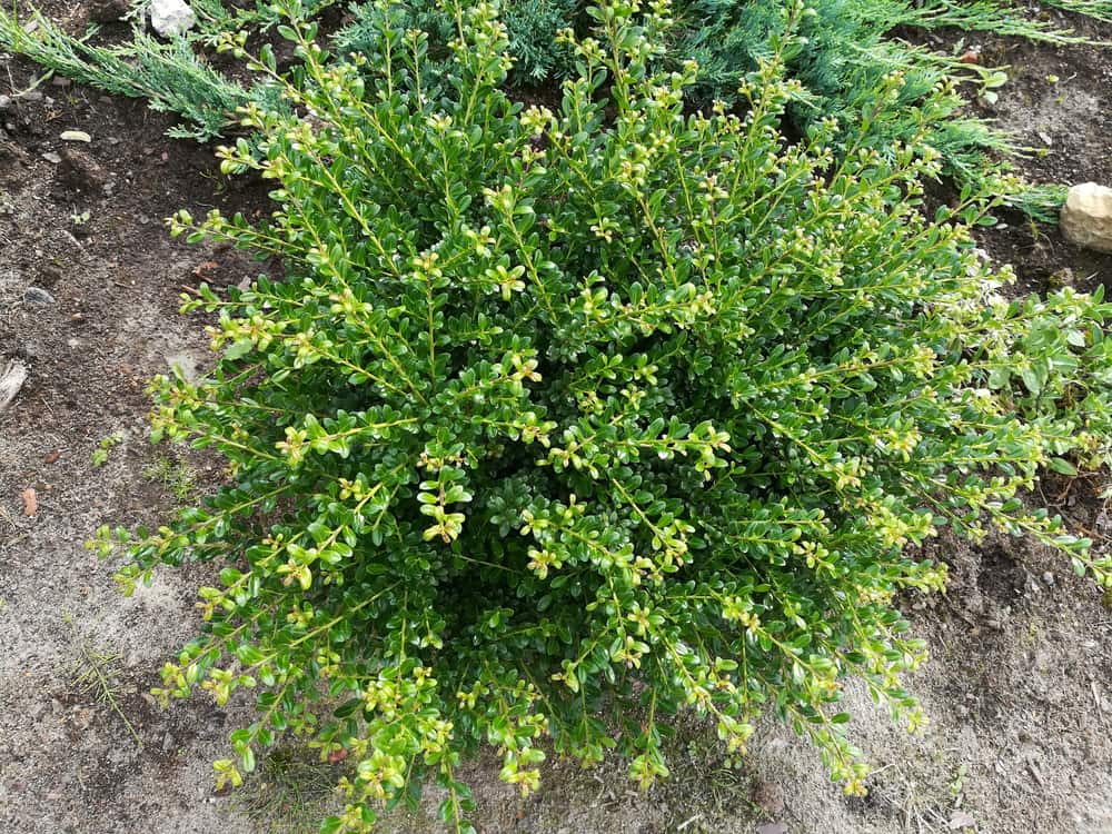 japanese holly