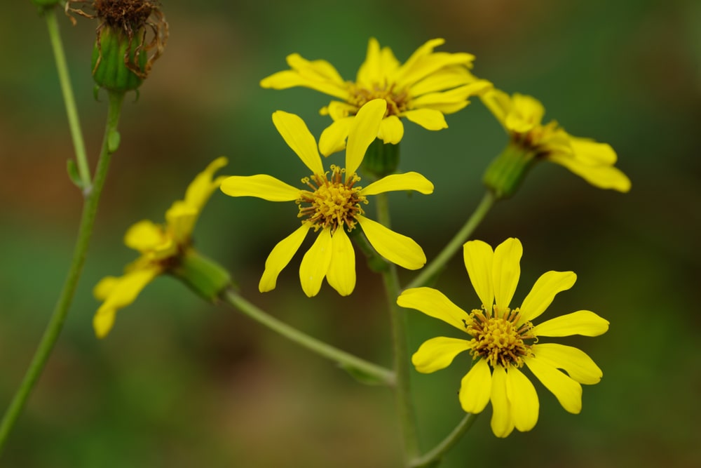 farfugium japonicum