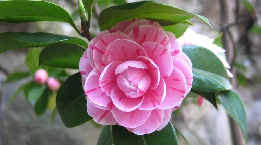 japanese garden plants
