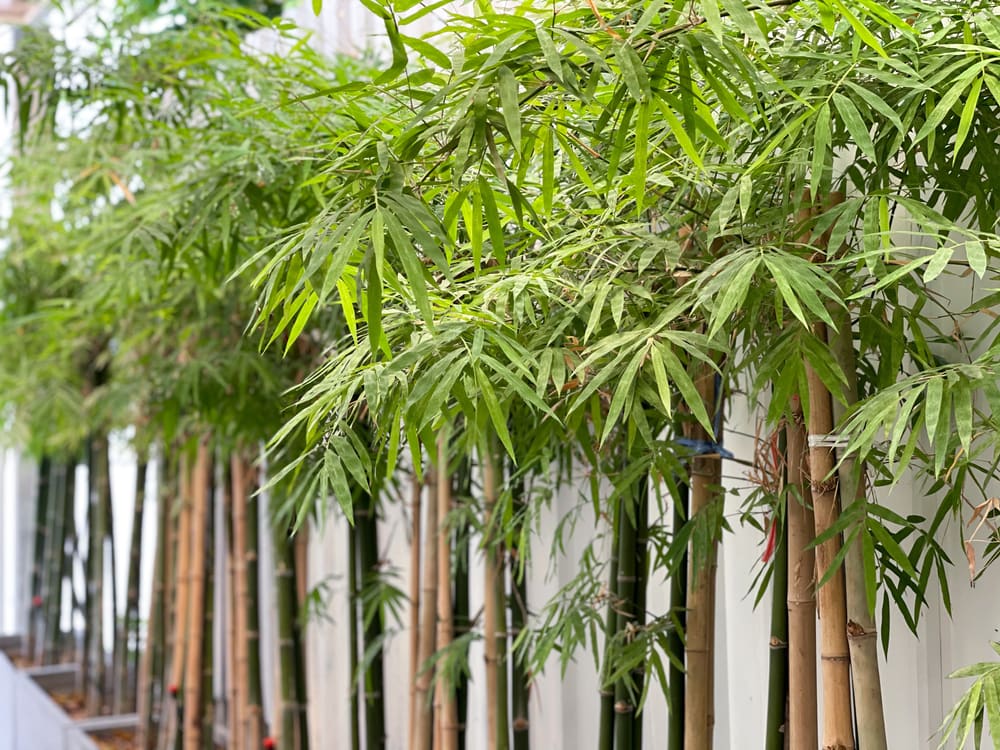 bamboo