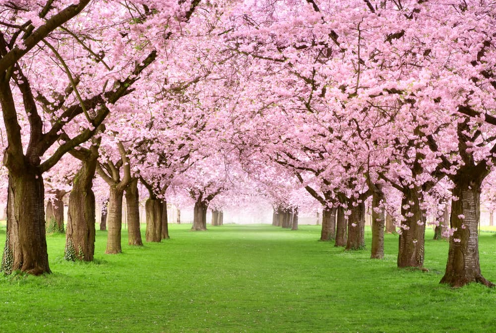 ornamental cherry trees