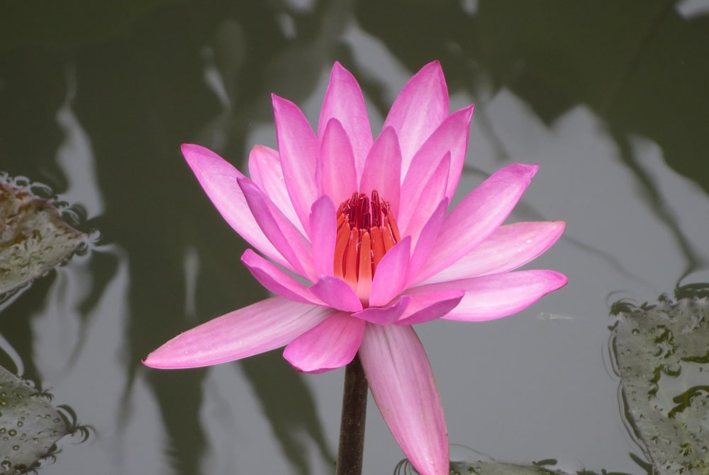 lotus