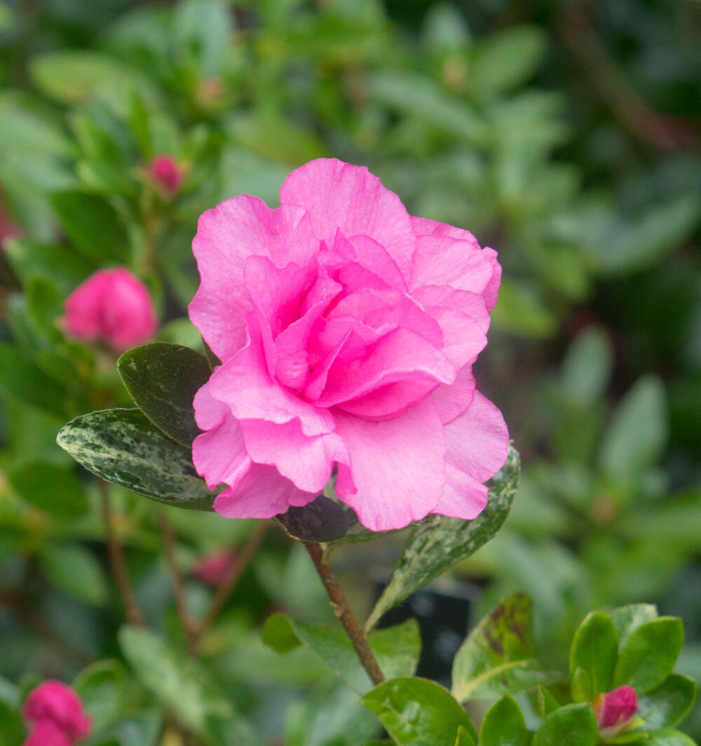 girard's rose