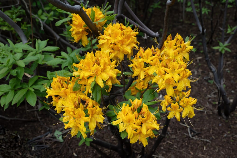 honeysuckle