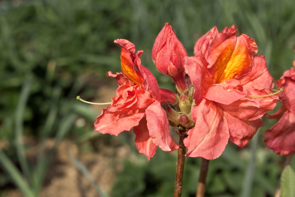 mollis hybrid
