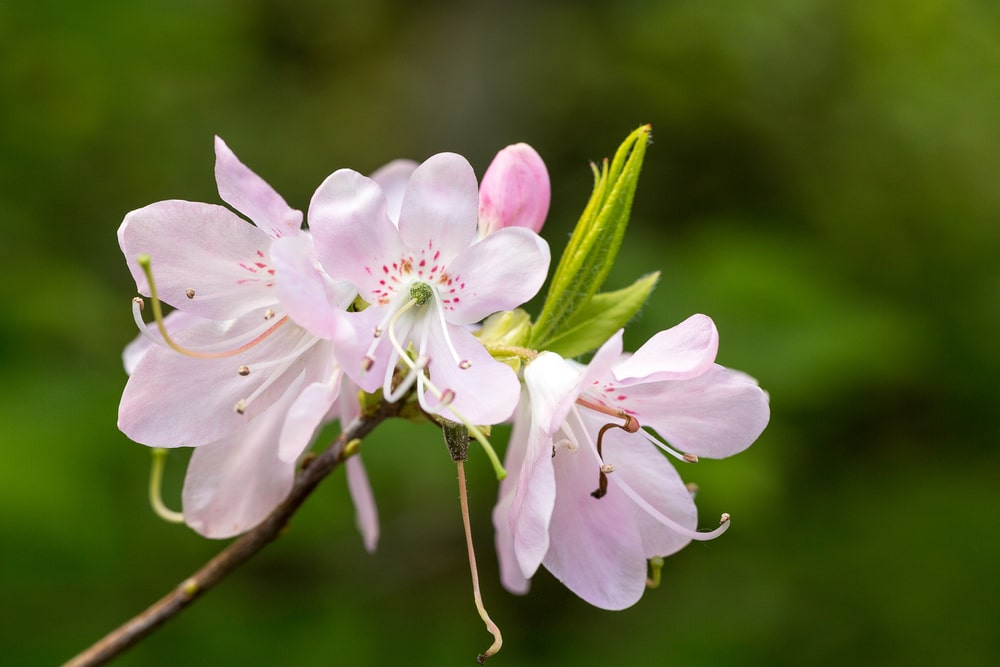 pinkshell azalea