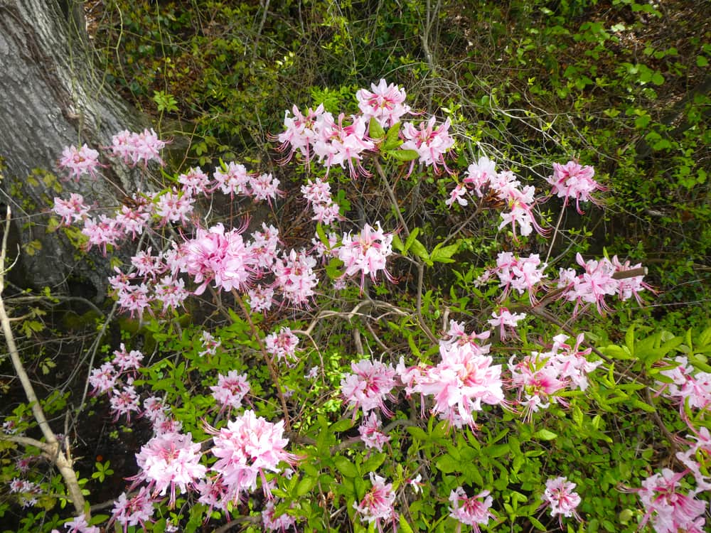 pinxterbloom
