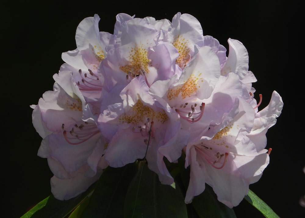 rosebay