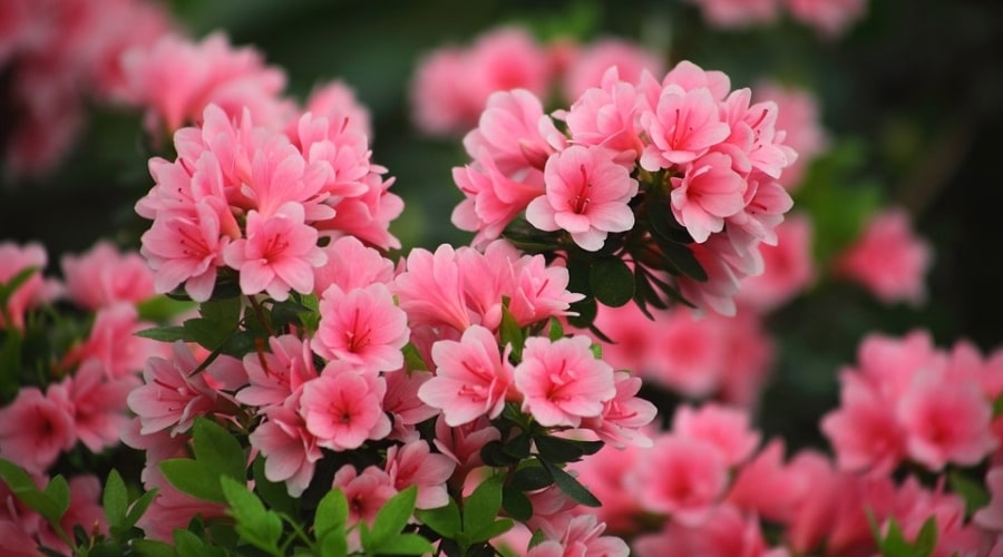 types of azaleas