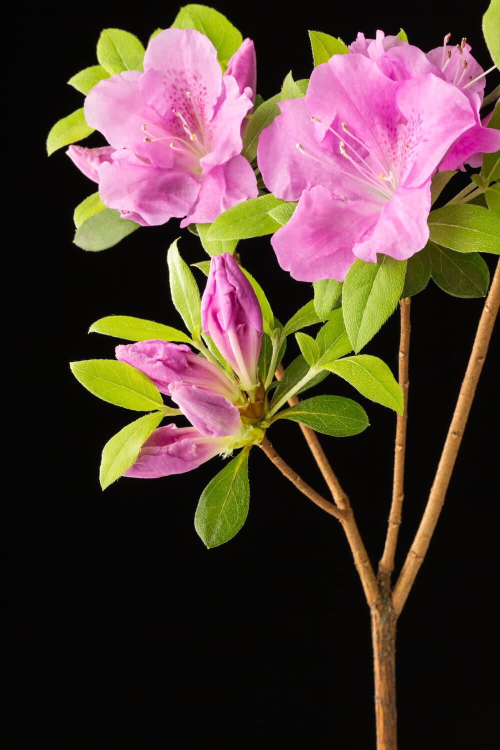 autumn lilac encore