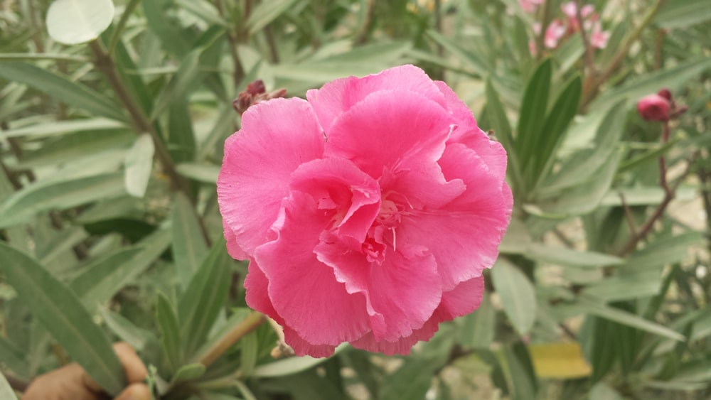bloom-a-thon double pink
