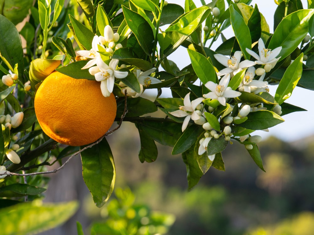 orange blossom