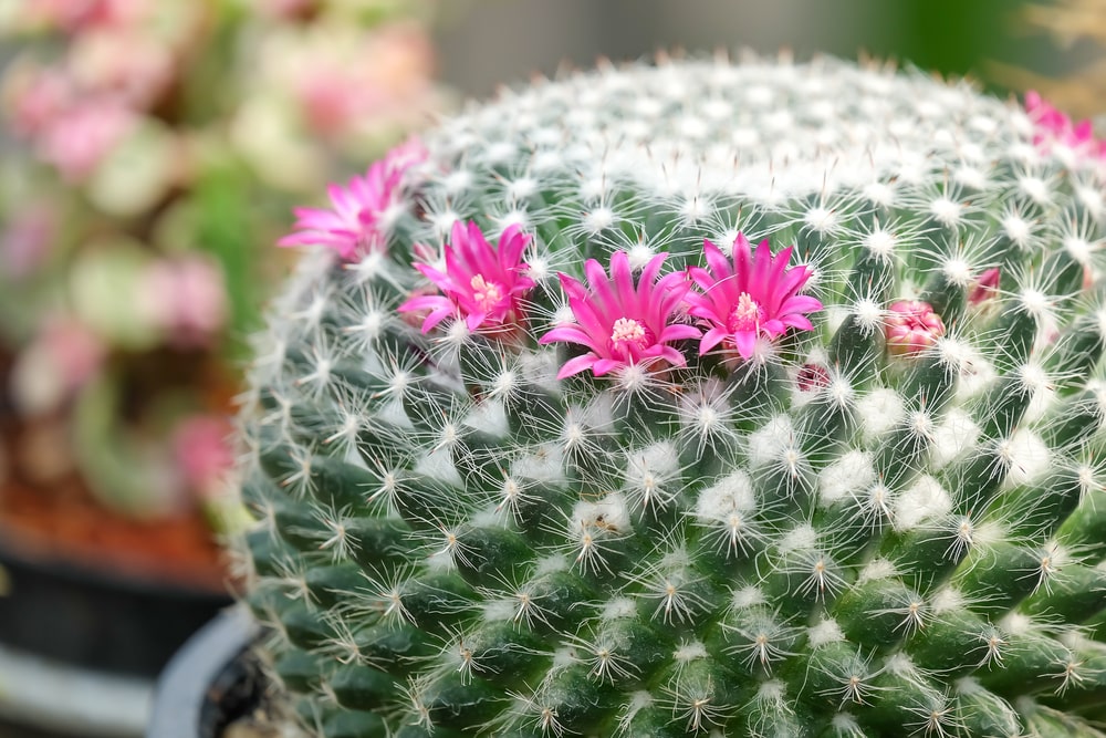old lady cactus