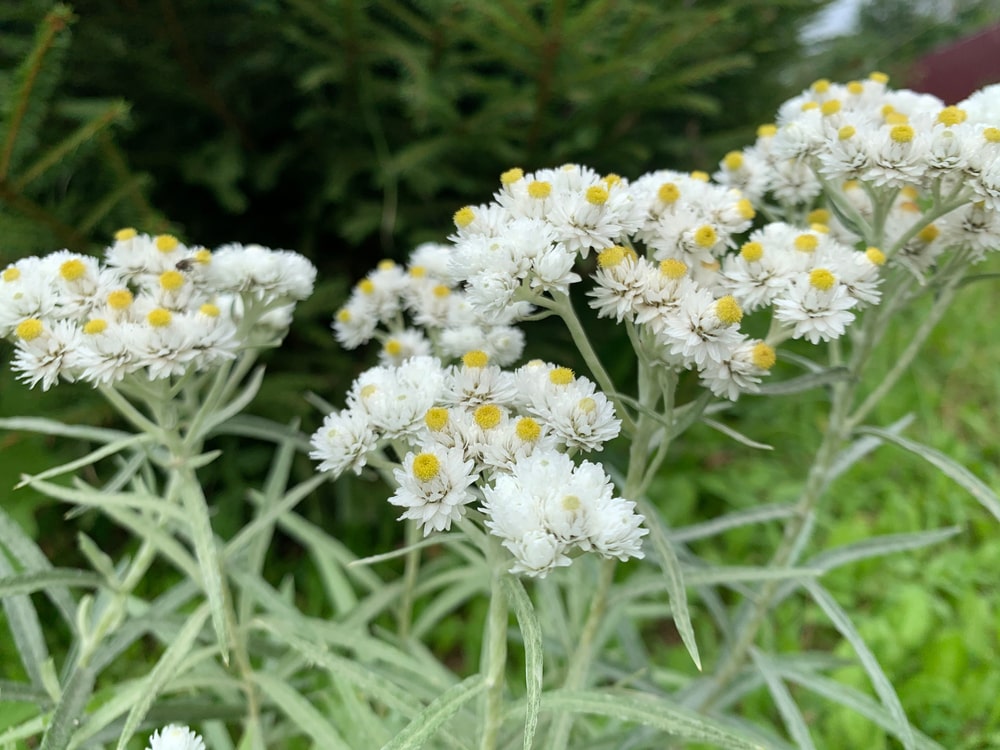 pearly everlasting