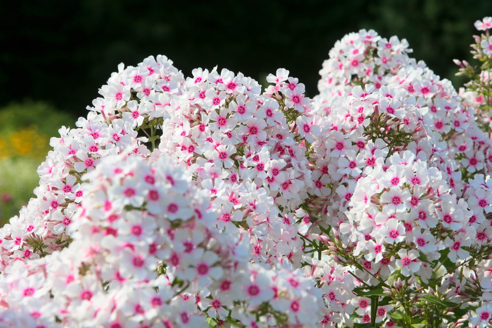 phlox