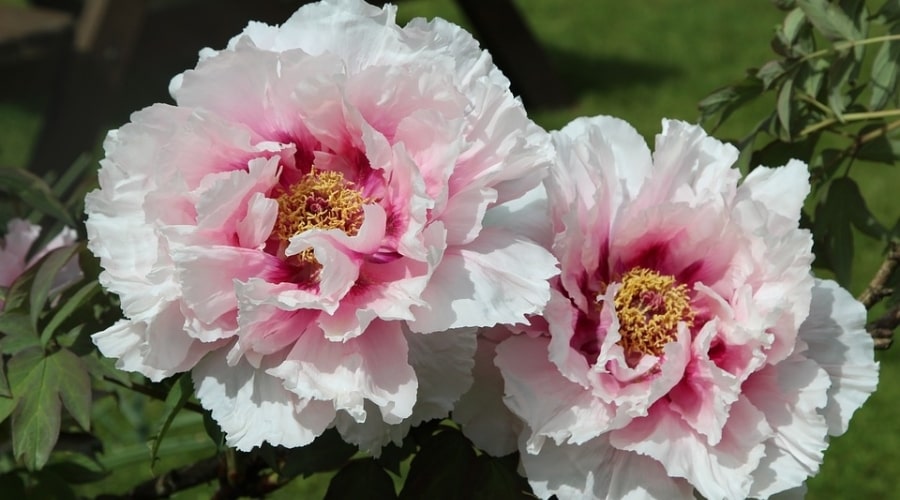 flowers that start with p