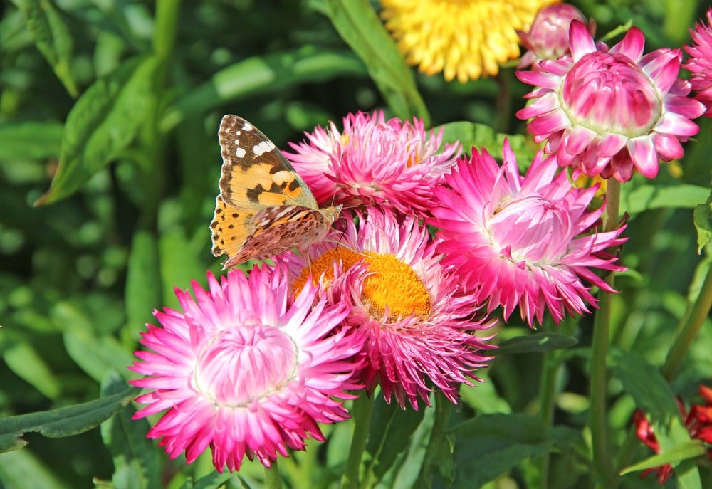 paper daisy