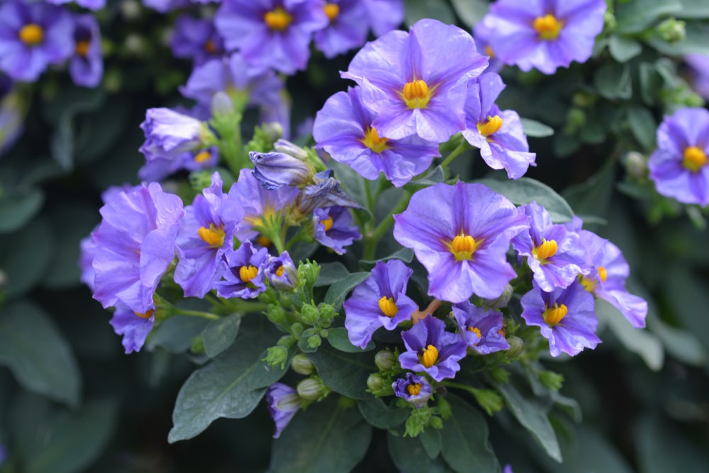 paraguay nightshade