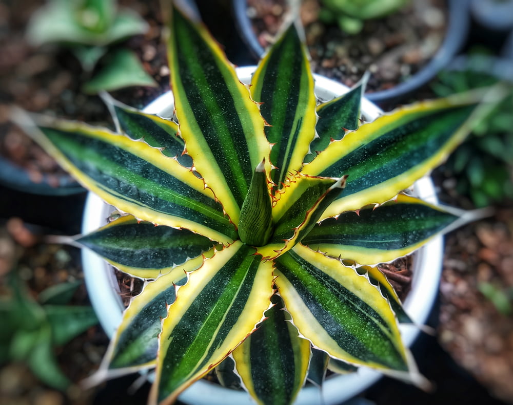 quadricolor century plant