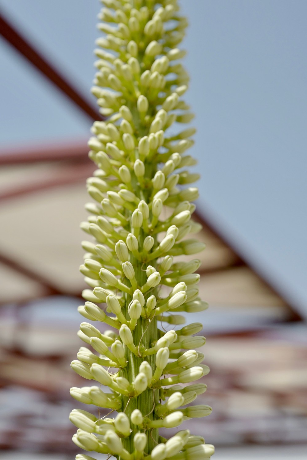 queen victoria agave