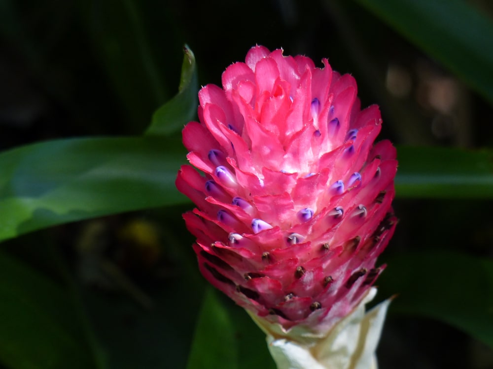 quesnelia