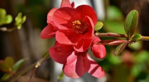 flowers that start with q