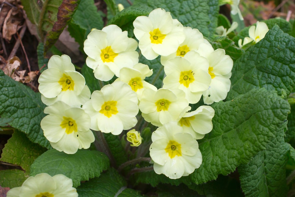 quaker’s bonnet