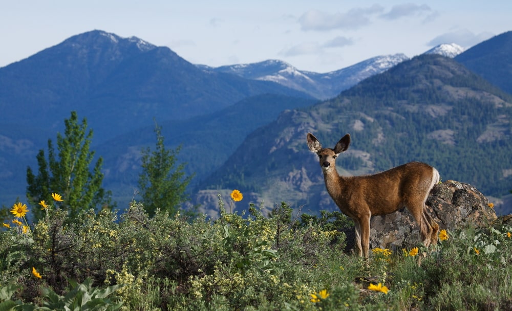 deer love sunflowers