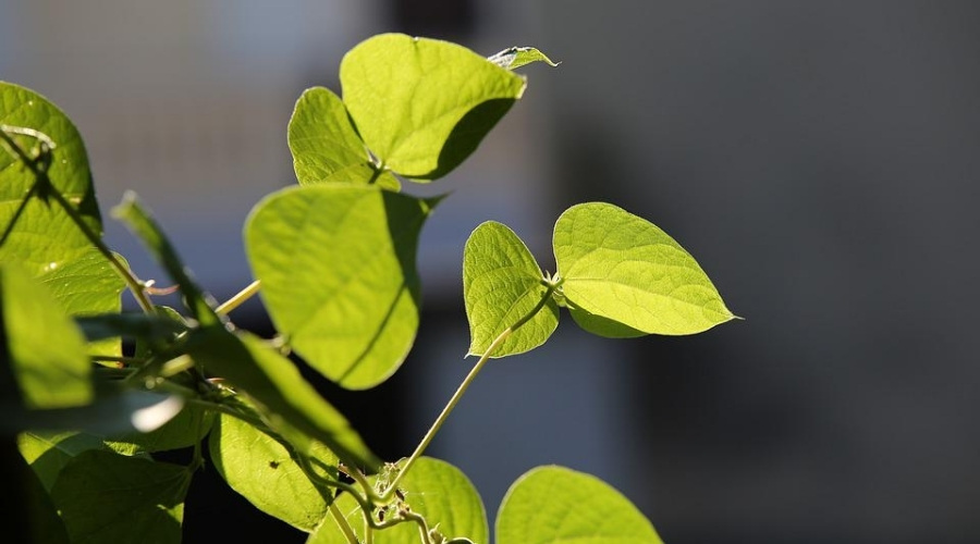 bean leaves turning yellow