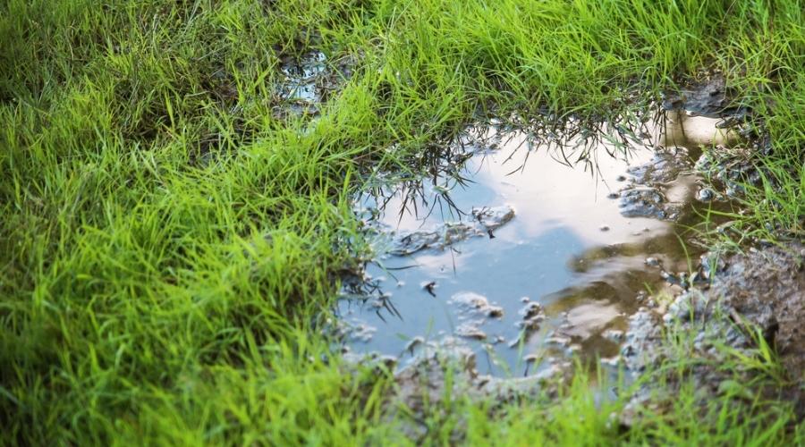 How To Fix A Muddy Yard