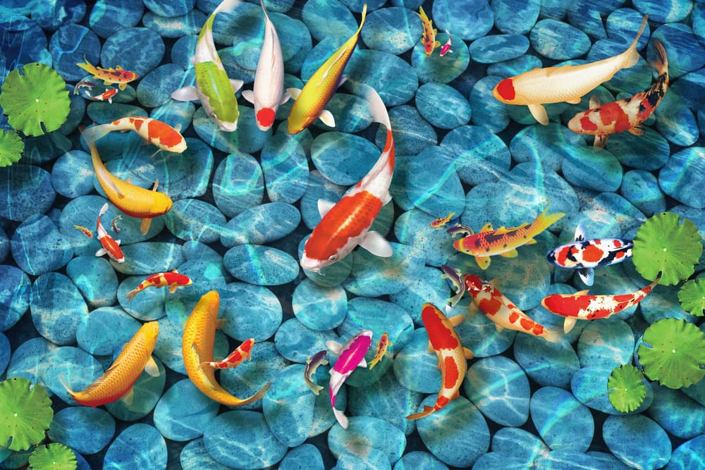 koi-pond-base