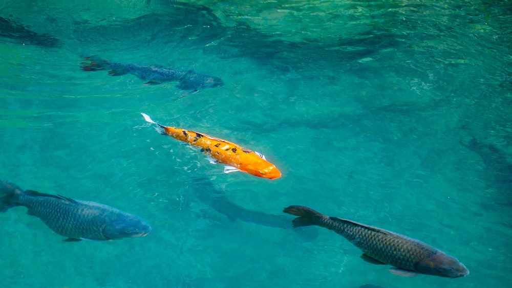 koi-colors-and-patterns