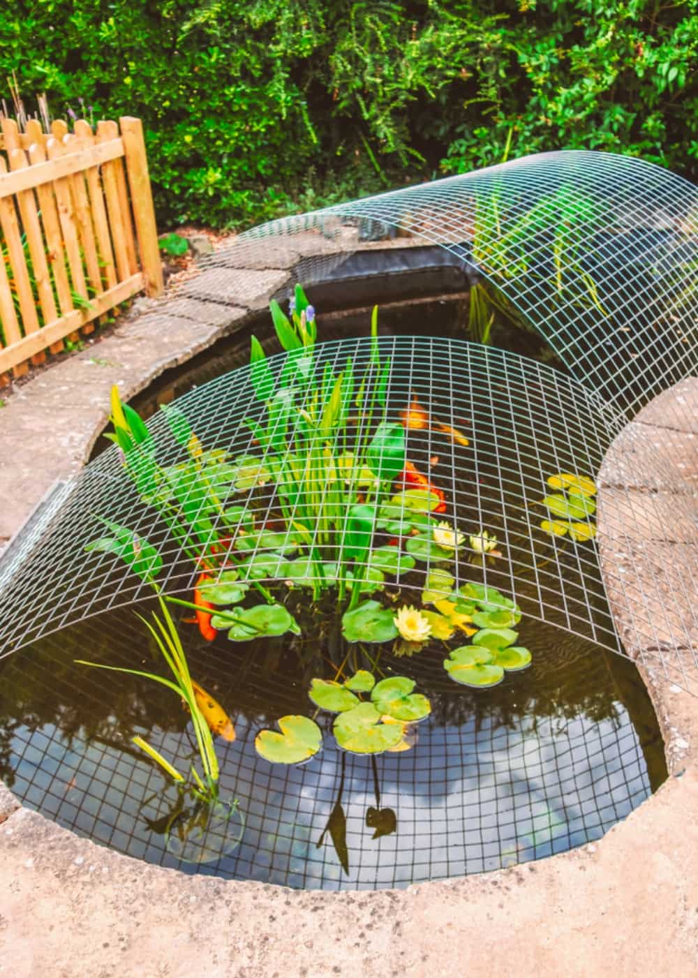 koi-pond-protection