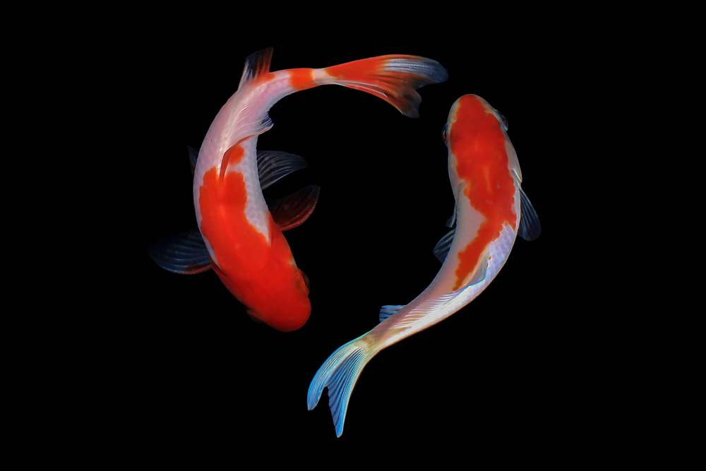 keep-the-water-clear