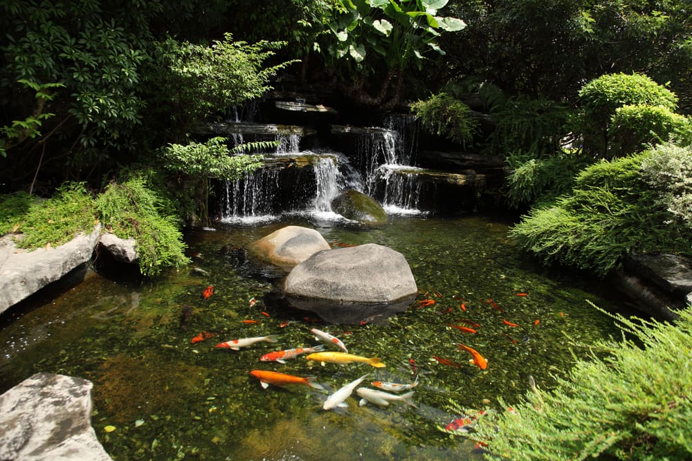 keep-the-pond-clean