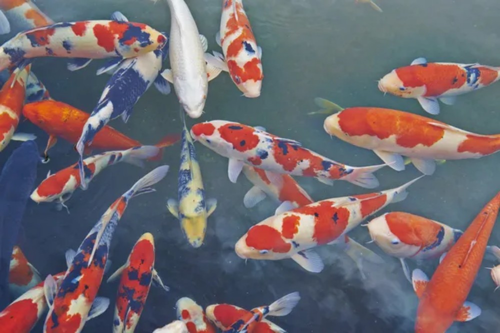 do-not-crowd-the-pond