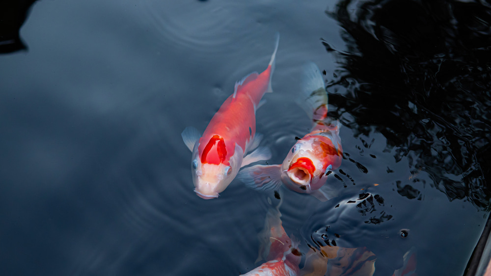 raised-koi-ponds