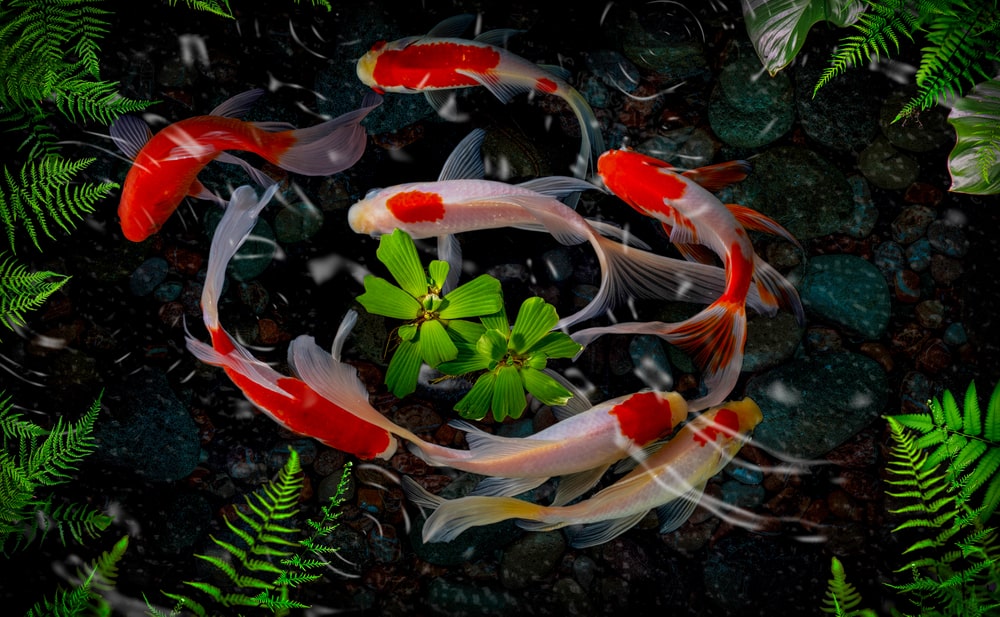 appreciate-your-koi-pond