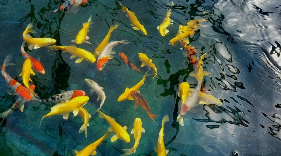 koi pond ideas