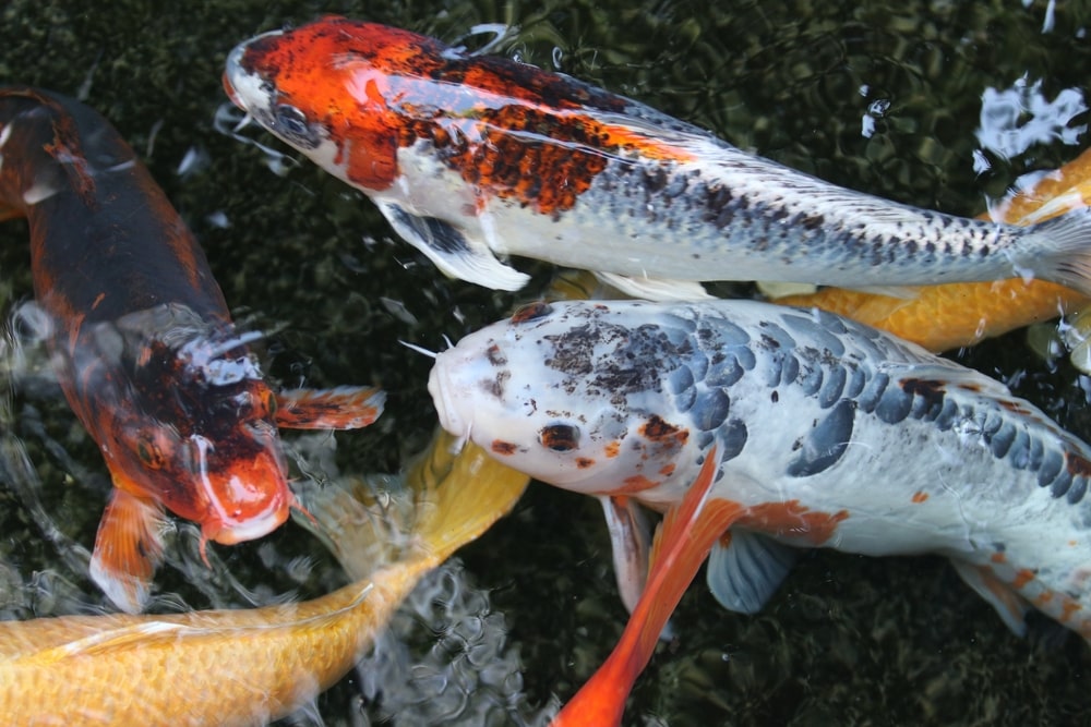 koi-sizes-and-lifespan