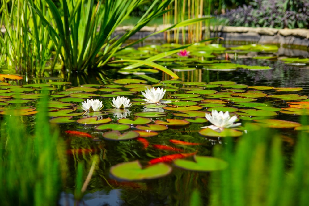 adding-plants-to-the-koi-pond