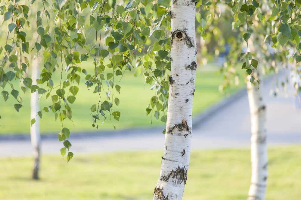 birch