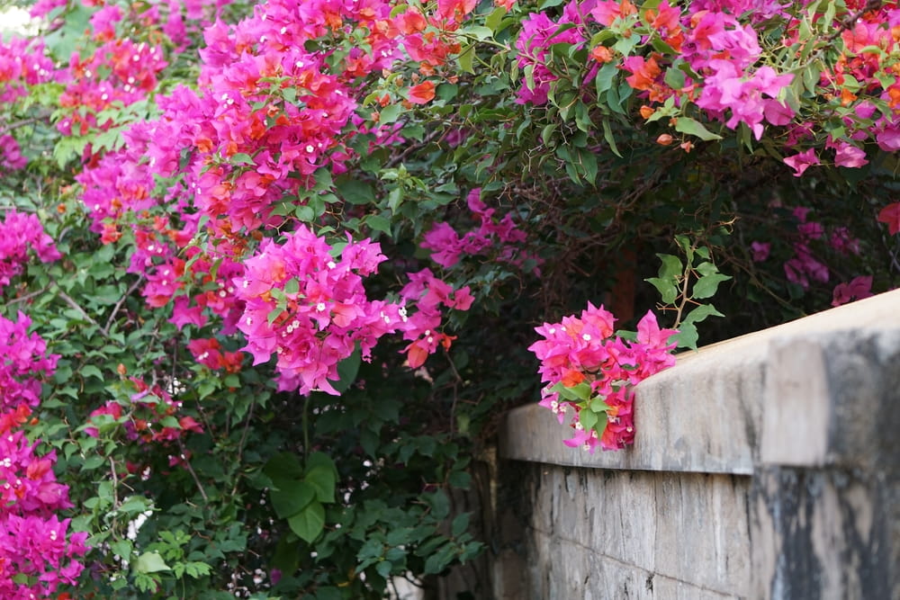 bougainvillea