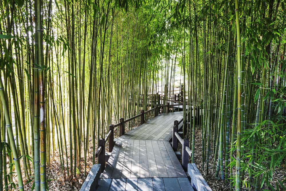 bamboo