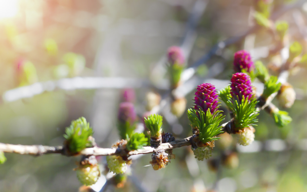 larch