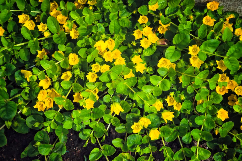 lysimachia